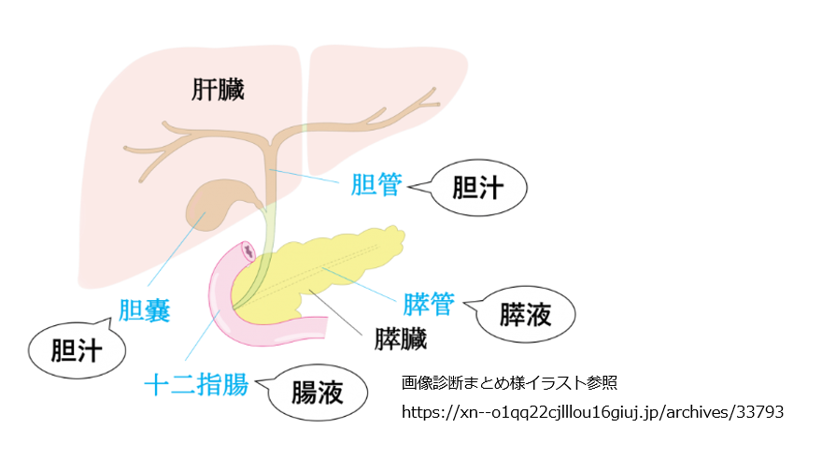 画像診断まとめ様イラスト参照