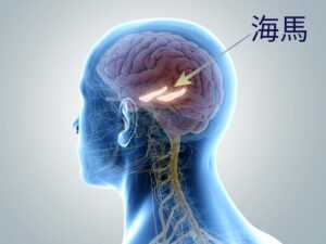 海馬