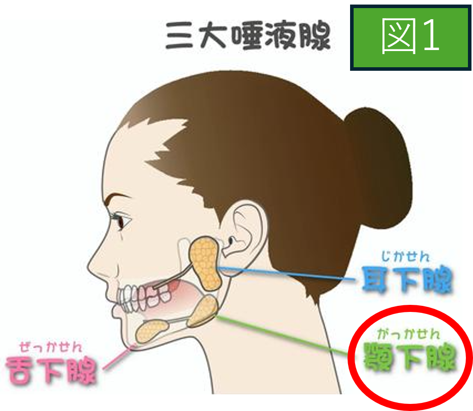 唾液腺 図1